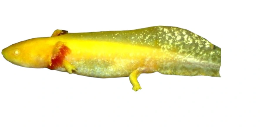 Axolotl (Ambystoma Mexicanum Gold)  - det evige larvestadie i akvariet